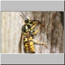 Vespula germanica - Deutsche Wespe - 07a.jpg